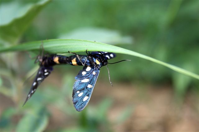 Conferma id: Amata phegea?